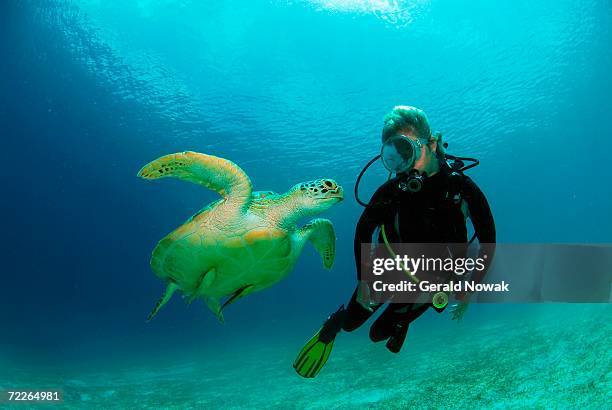 philippines, scuba diver with green turle, underwater view - philippines stockfoto's en -beelden