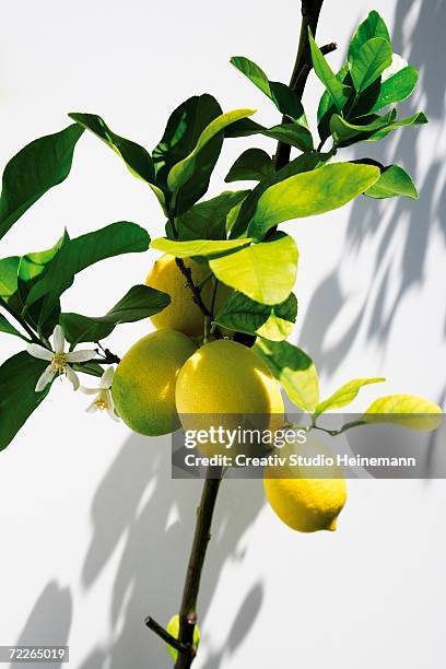 lemon tree, close-up - lemon tree stockfoto's en -beelden