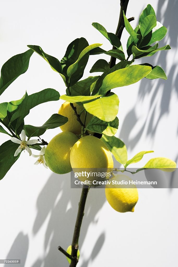 Lemon tree, close-up