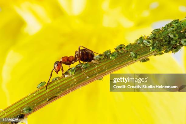 ant on stem with aphids, close-up - ant close up stock pictures, royalty-free photos & images