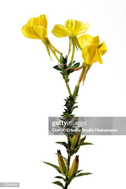 flowering evening primrose, close-up - primrose stock pictures, royalty-free photos & images