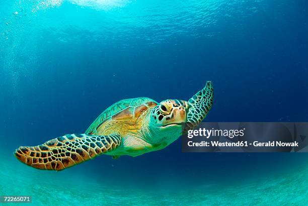 philippines, green sea turtle (chelonia mydas) swimming - grüne meeresschildkröte stock-fotos und bilder