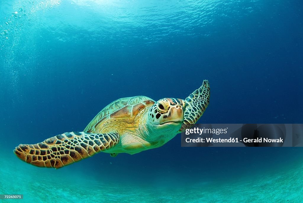 Philippines, green sea turtle (Chelonia mydas) swimming