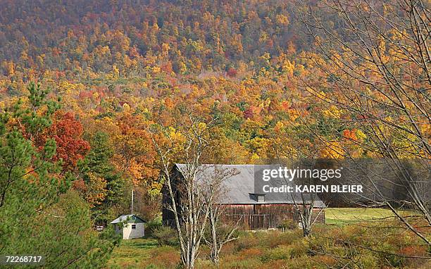 Bedford County, UNITED STATES: Fall foliage is seen in this 21 October 2006 photo in Bedford County, Pennsylvania. The leaves are almost at their...