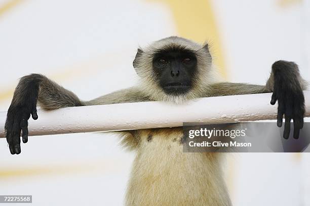 Monkey watches during a practice session ahead of the ICC Champions Trophy match between England and the West Indies at the Sardar Patel Gujrat...