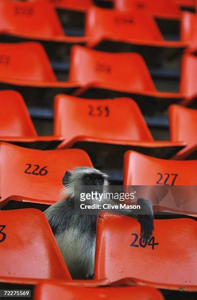 Monkey watches during a practice session ahead of the ICC Champions Trophy match between England and the West Indies at the Sardar Patel Gujrat...