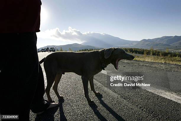 Harley, a dog visiting from Chino, California with his master Brian McColl, yawns as ash and steam spews from Mount Saint Helens volcano in the...