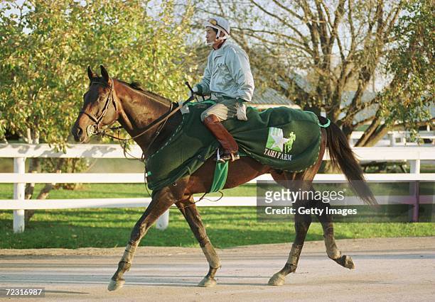 Yukio Okabe takes Taiki Blizzard of Japan for a walk to cool down after his morning workout in preparation for the Breeders'' Cup Classic at Woodbine...
