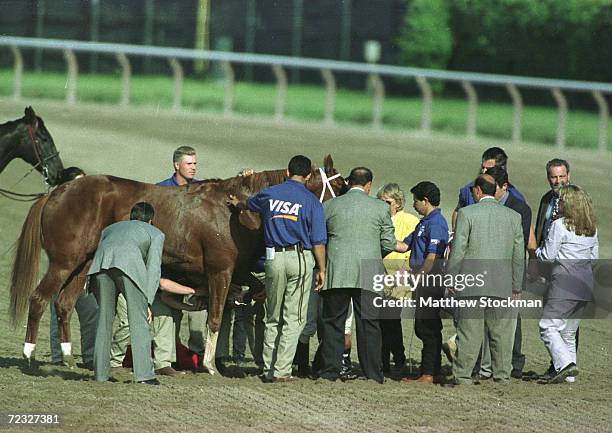 Charismatic is examined after pulling up after the 131st Belmont Stakes at Belmont Park in Elmont, New York. Charismatic placed 3rd. Mandatory...