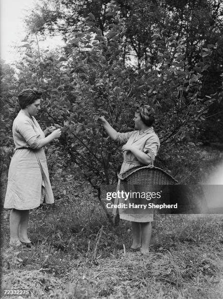 Workers at the Lullingstone Castle Silk Farm at Eynesford in Kent pick mulberry leaves, on which the silkworms feed exclusively, 28th August 1946.