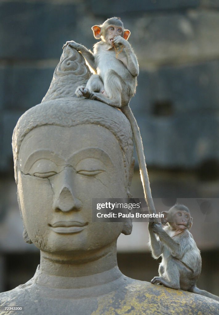 Monkeys Of Lopburi, Thailand