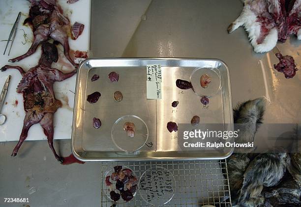 Veterinarian examines a meat probe of a sheep fetus at the Hessen State Inspection Laboratory on November 2, 2006 in Giessen, Germany. The lab takes...