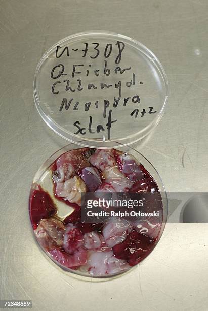 Meat probe of a sheep fetus is pictured at the Hessen State Inspection Laboratory on November 2, 2006 in Giessen, Germany. The lab takes random...