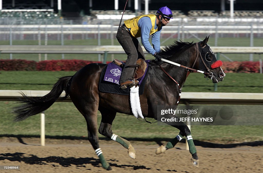 Breeders' Cup hopeful Lava Man, bred in