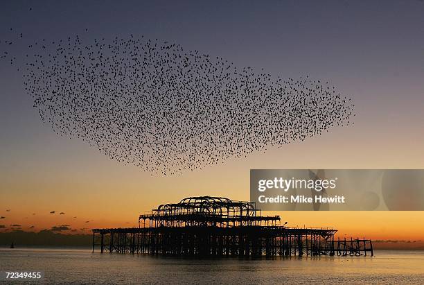 Flock of starlings gather over the derelict West Pier on November 2, 2006 in Brighton, England. Global warming has been blamed for the late arrival...