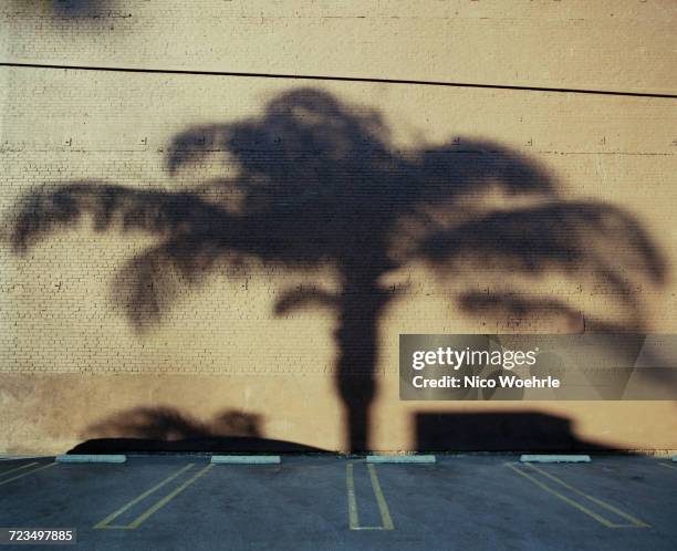 shadow of palm tree on wall in parking lot - los angeles park stock pictures, royalty-free photos & images