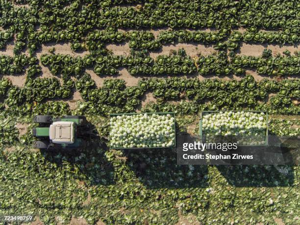 Directly above view of tractor and trailers of cabbage in field, St. Poelten, Austria