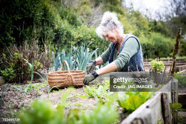 mature female gardener tending lettuce on raised bed - jardinage photos et images de collection