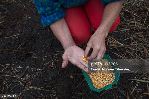 midsection of woman holding corn kernels at farm - grain de maïs photos et images de collection