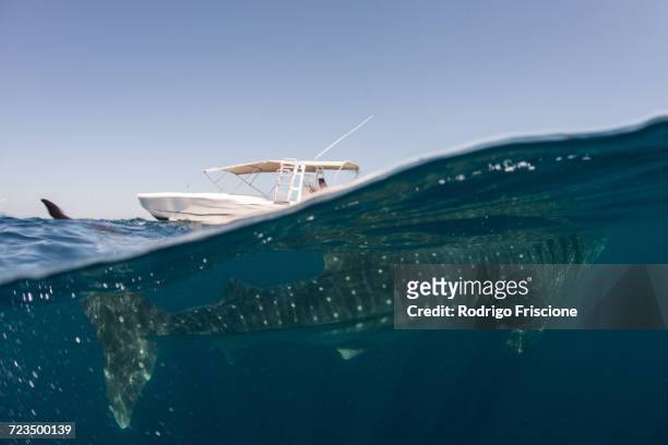 whale shark (rhyncodon typus) filter feeding in the surface, underwater view, isla mujeres, mexico - isla mujeres bildbanksfoton och bilder