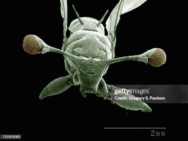 Digital Microscope Insect Electron Microscope Insects Photos and Premium High Res Pictures ...