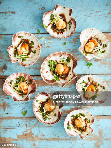 scallops with shells starter - jakobsmuschel stock-fotos und bilder