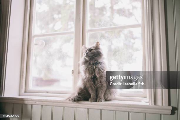 maine coon looking away while sitting on window sill - maine coon katze stock-fotos und bilder