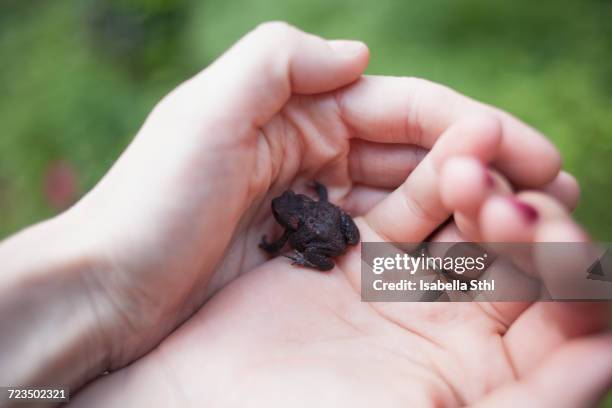 cropped image of womans hands holding frog outdoors - woman frog hand stockfoto's en -beelden