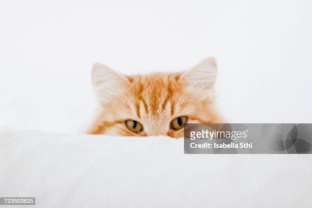 portrait of ginger cat hiding behind cushion - cat ears fotografías e imágenes de stock