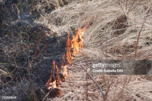Grass Rfire 13,141 Fire Grass Stock Photos, High-Res Pictures, and Images - Getty ...