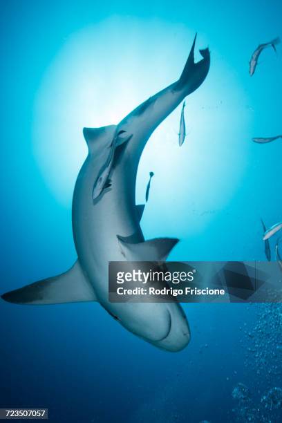 bull shark (carcharhinus leucas), surrounded by small fish, underwater view, playa del carmen, quintana roo, mexico - bull shark 個照片及圖片檔