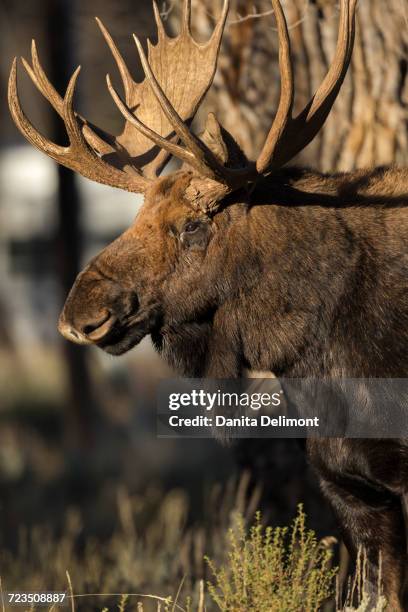 shiras moose (alces alces shirasi) bull standing in grand tetons national park in winter, wyoming, usa - a shiras moose stock-fotos und bilder