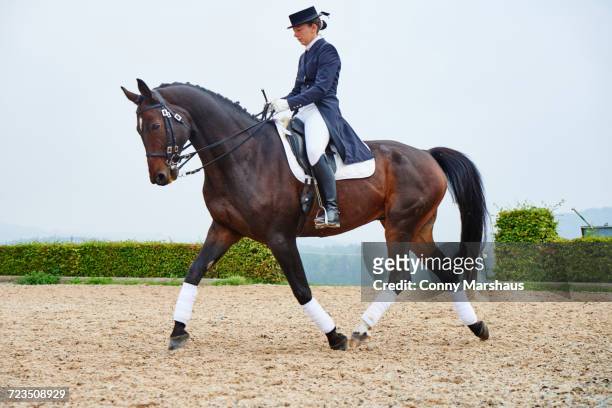 female rider trotting while training dressage horse in equestrian arena - dressage stock pictures, royalty-free photos & images