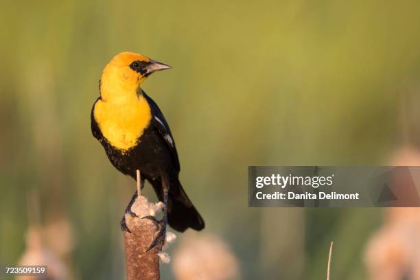 yellow-headed blackbird (xanthocephalus xanthocephalus) perching on branch, sublette county, wyoming, usa - xanthocephalus stock pictures, royalty-free photos & images