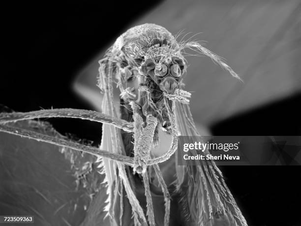 mosquito head, sem - rasterelektronenmikroskop stock-fotos und bilder