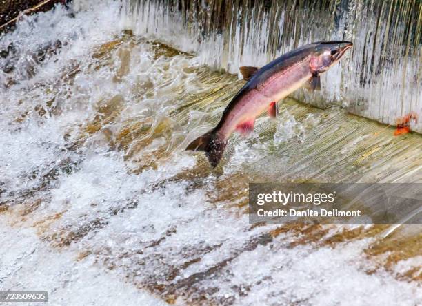 king salmon (oncorhynchus tshawytscha) leaping in issaquah hatchery, issaquah, washington state, usa - chinook salmon imagens e fotografias de stock