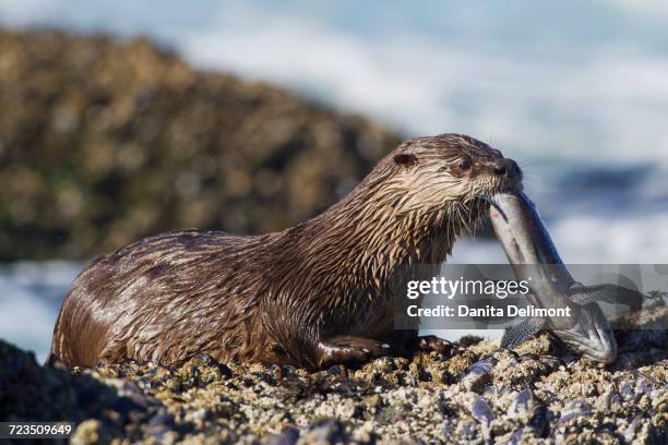 river otter (lontra canadensis) eating fish, washington state, usa - lontra stock pictures, royalty-free photos & images