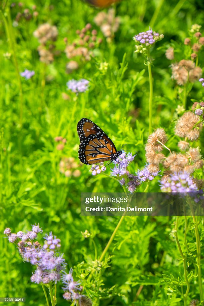 Monarch butterfly on Buttonbush flower, Austin, Texas, USA