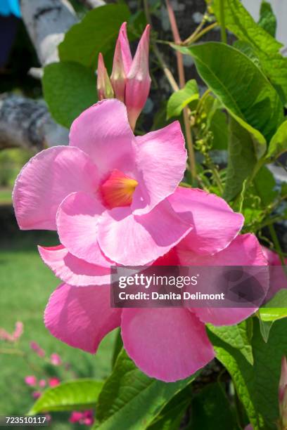 close-up of mandevilla, round top, texas, usa - mandevilla stock pictures, royalty-free photos & images