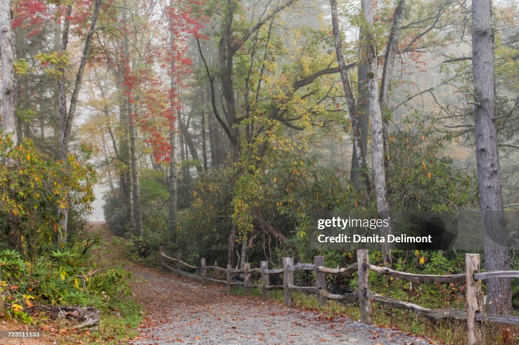 Footpath to Hooker Falls and autumn colors in fog, Dupont State Forest, near Brevard, North Carolina, USA