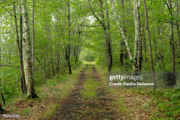 Minnesota Spring Pathway 244 Minnesota Spring Landscape Stock Photos, High-Res Pictures, and ...