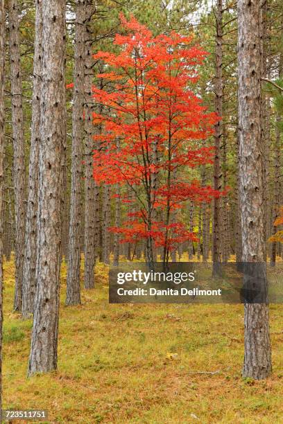 maple trees in fall colors, hiawatha national forest, upper peninsula of michigan, usa - hiawatha national forest stock-fotos und bilder