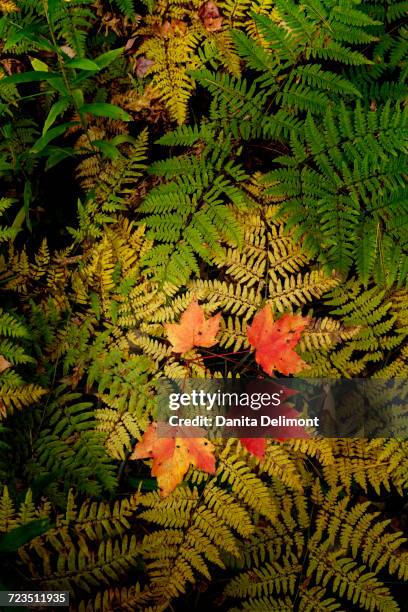 red maple leaves on ferns, hiawatha national forest, upper peninsula of michigan, usa - hiawatha national forest stock-fotos und bilder