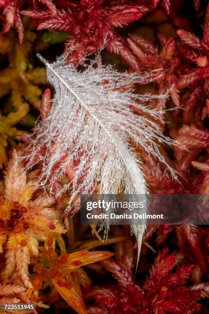 dew covering white feather in sphagnum moss, hiawatha national forest, upper peninsula of michigan, usa - hiawatha national forest stock-fotos und bilder