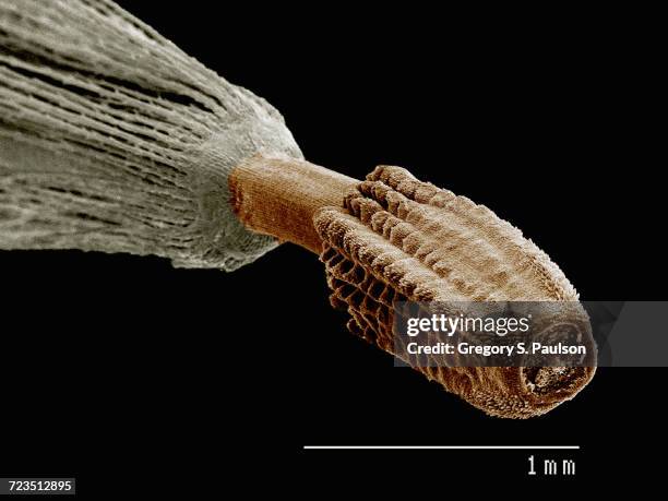 the seed of a dandelion imaged in a scanning electron microscope - sem stock pictures, royalty-free photos & images