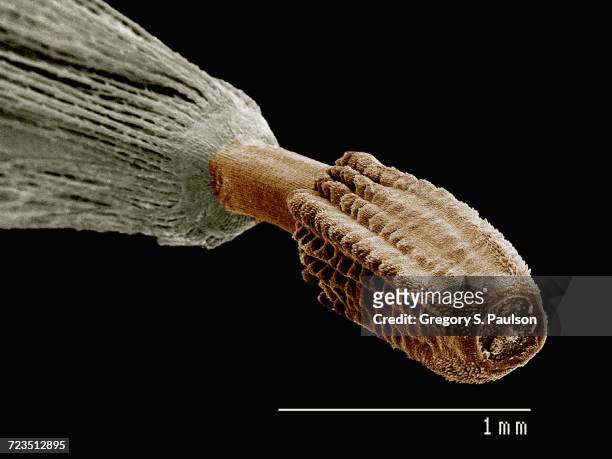 the seed of a dandelion imaged in a scanning electron microscope - microscopia eletrônica de varredura - fotografias e filmes do acervo