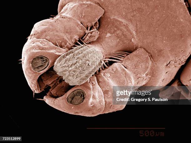 mouthparts of a dog tick (acari: dermacentor sp.) imaged in a scanning electron microscope - dog tick fotografías e imágenes de stock