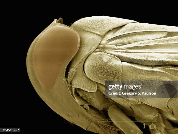Water Fly Microscope 624 Electron Microscope Insects Stock Photos, High-Res Pictures, and ...