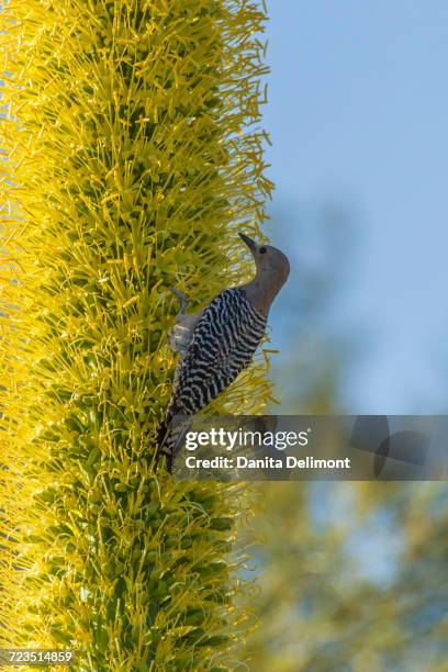 gila woodpecker (melanerpes uropygialis) perching on blooming lechuguilla, sonoran desert, arizona, usa - lechuguilla cactus stock pictures, royalty-free photos & images