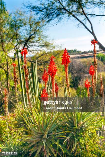 236 Mexican Aloe Photos and Premium High Res Pictures - Getty Images